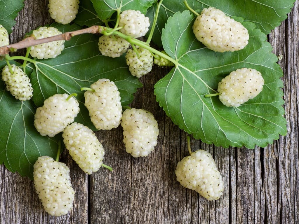 ایا توت سفید برای دیابت مضر است؟ بررسی علمی و دقیق از منابع معتبر