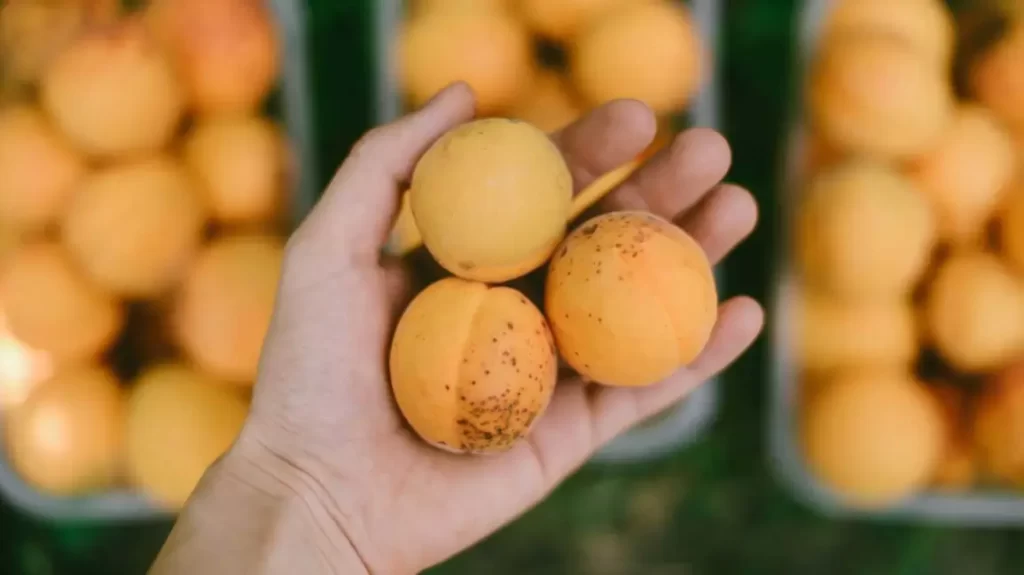 مضرات زردآلو برای دیابت