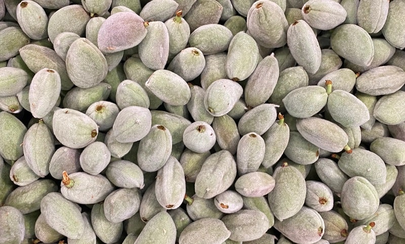 چغاله بادام