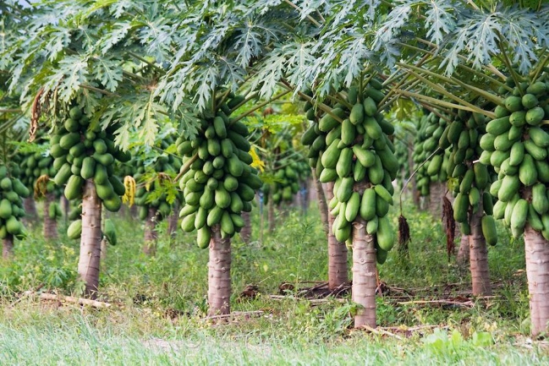 پاپایا (خربزه درختی)